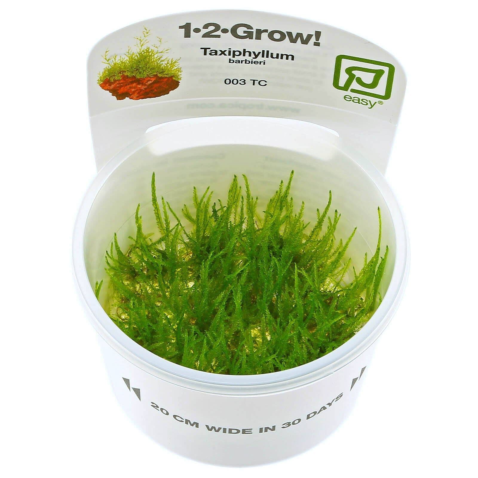 Taxiphyllum barbieri "Java moss" | Aquasabi - Aquascaping Shop