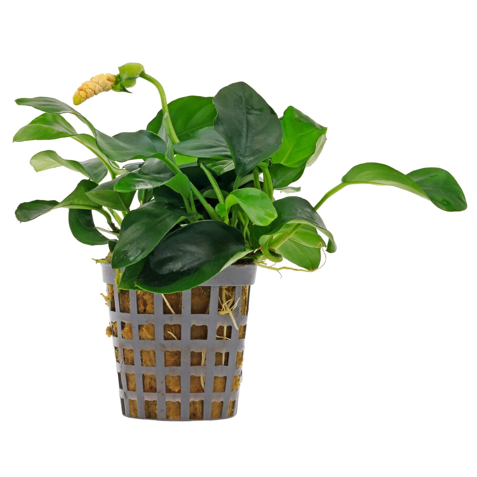 Anubias barteri var. nana - Pot | Aquasabi - Aquascaping Shop