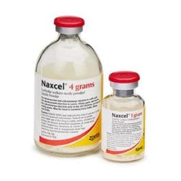 Zoetis Naxcel Ceftiofur Sodium Sterile Powder