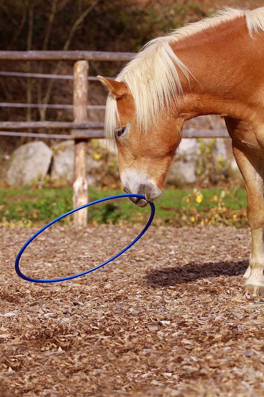 Horse Training Hoop | Barefoot Treeless Saddles and Other Riding Gear
