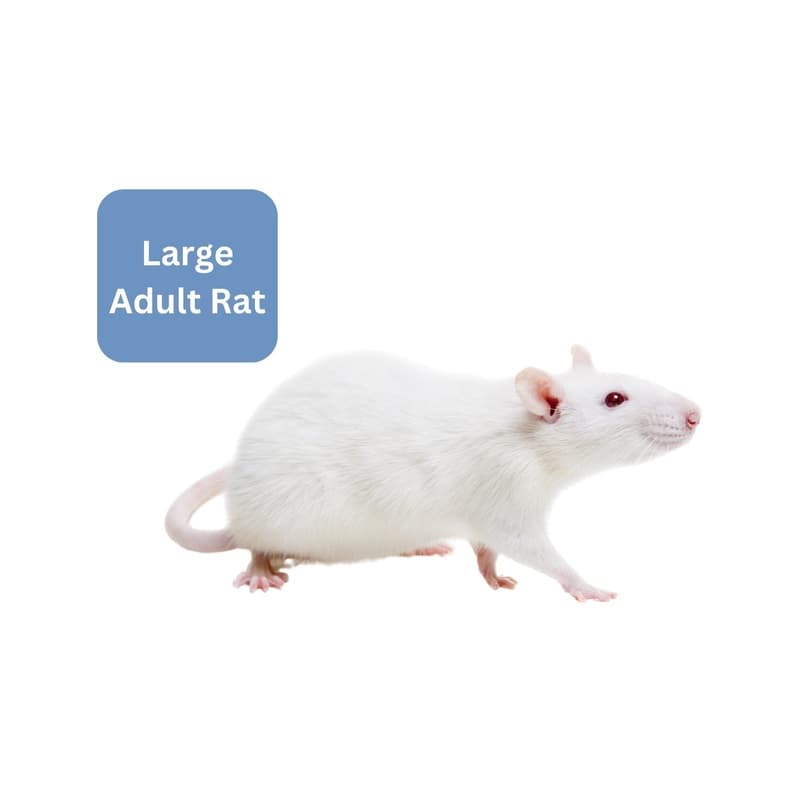 Frozen Rat - Large Adult - Buy Aquarium Fish