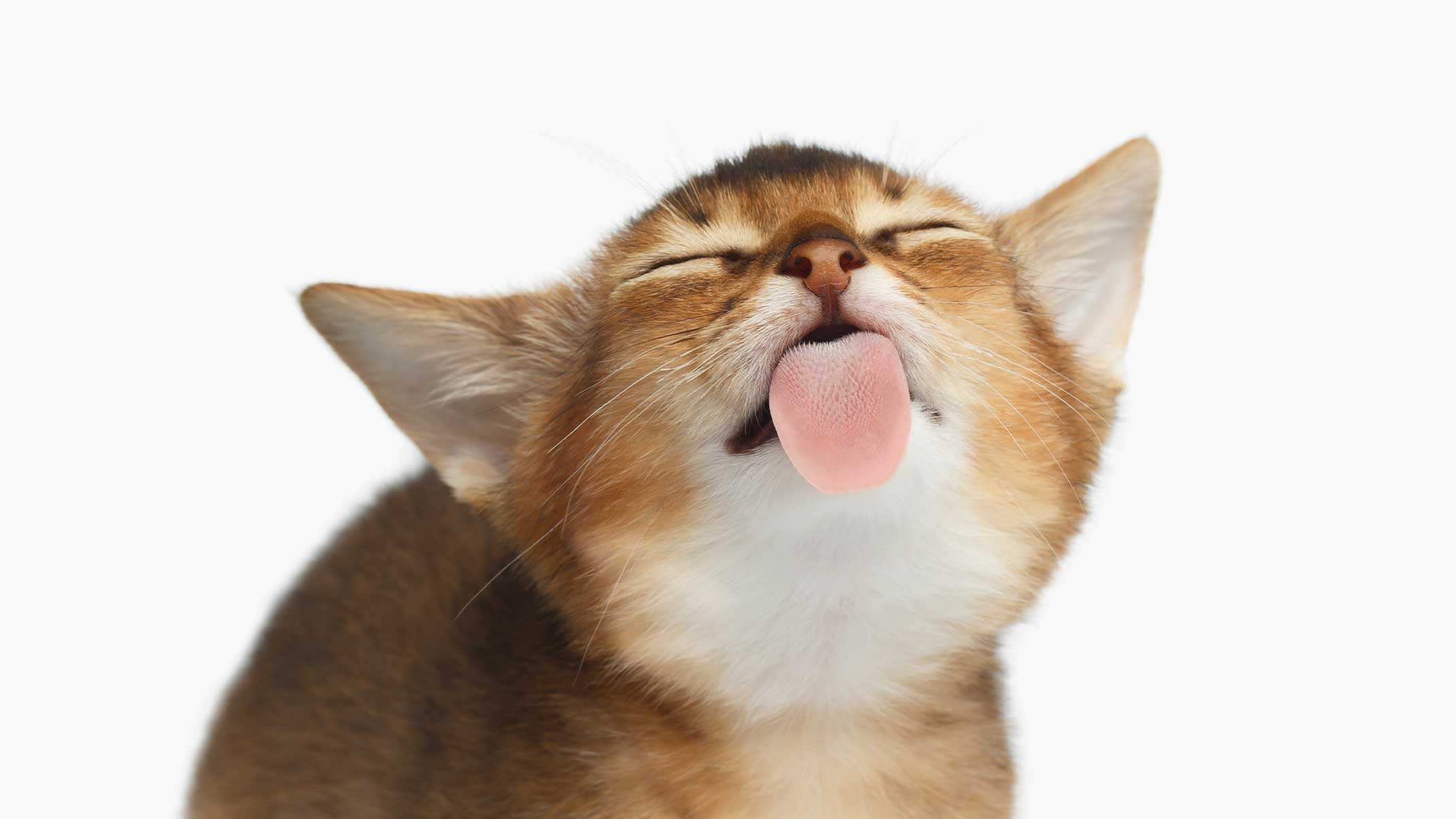 6 reasons why your cat likes to lick you - Catit