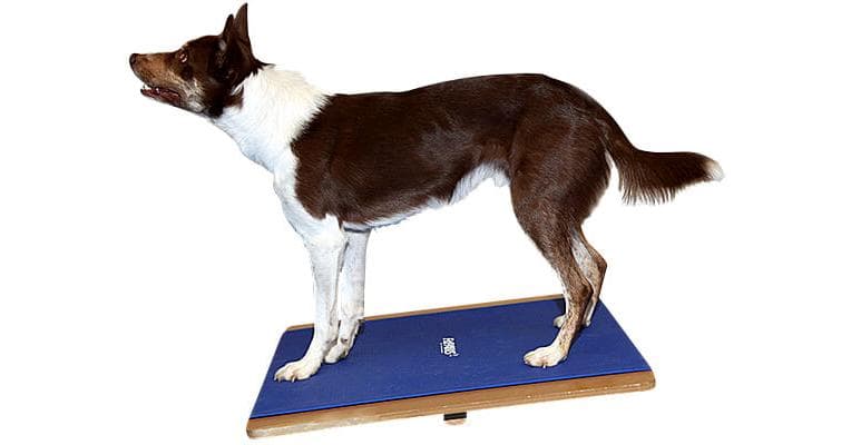 FitPAWS Giant Rocker Board