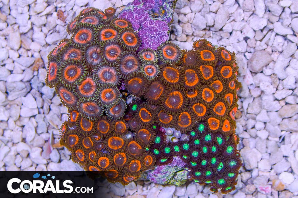 Zoanthid Colony – Indonesia ULTRA MIXED | Corals.com