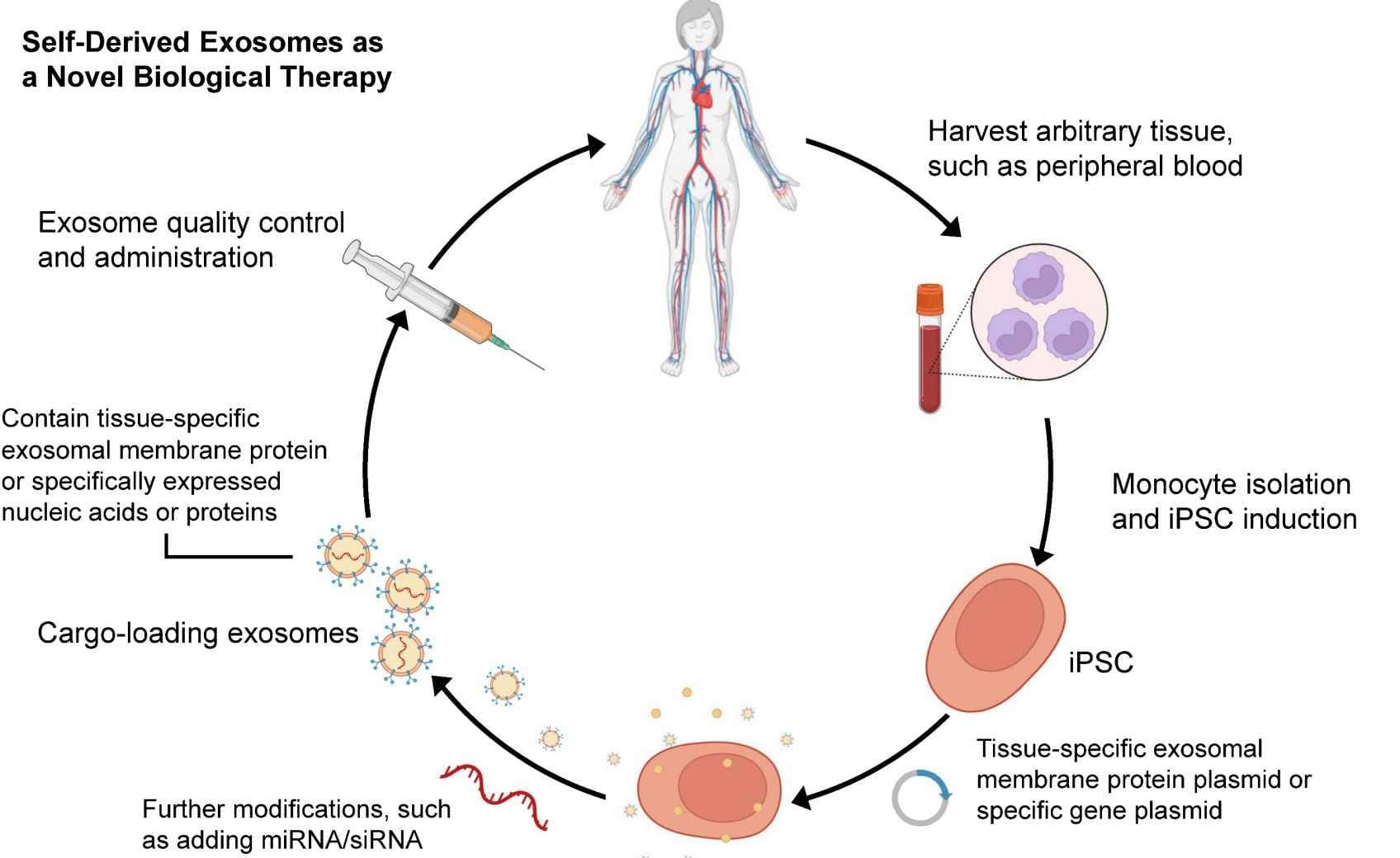 Exosome Therapy in Skin Repair and Regeneration - Creative Biostructure