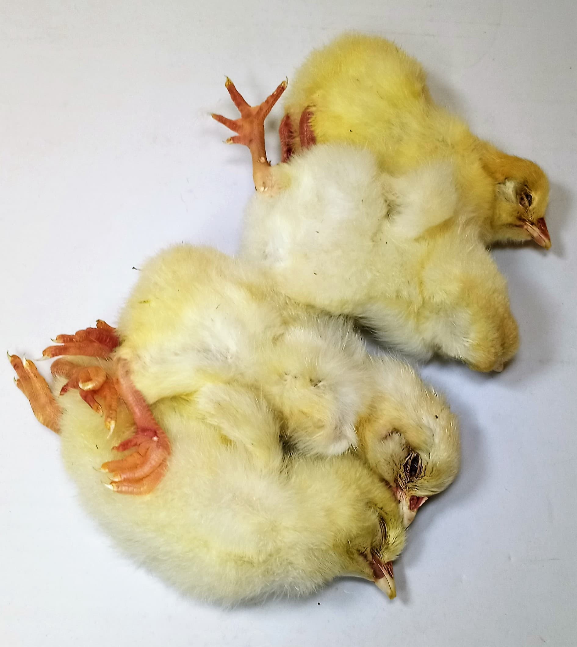 Frozen Day Old Chicks - East Coast Reptile Foods