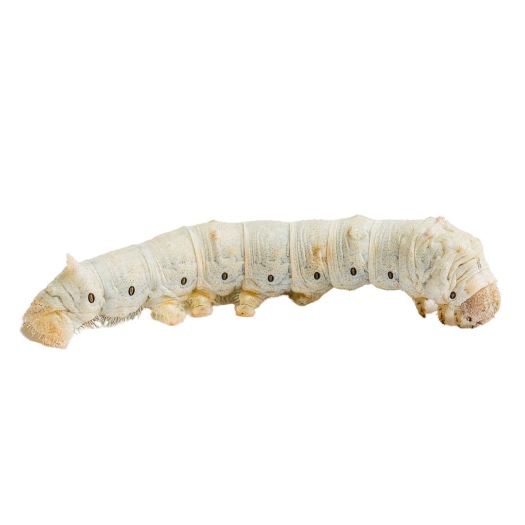 Live Reptile Food | Evolution Reptiles