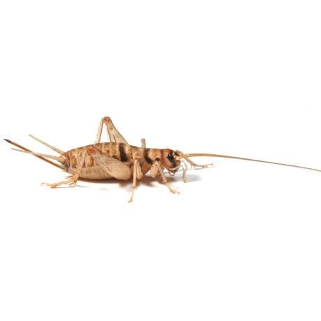 Live Banded Brown Crickets - Gryllodes sigillatus