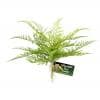 Zoo Med Naturalistic Flora Lace Fern - Ground plants