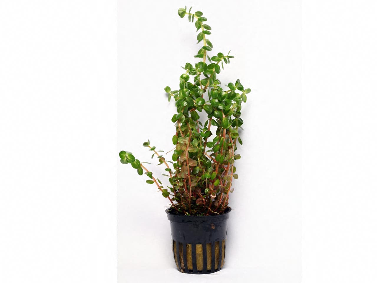 Rotala rotundifolia • Plants
