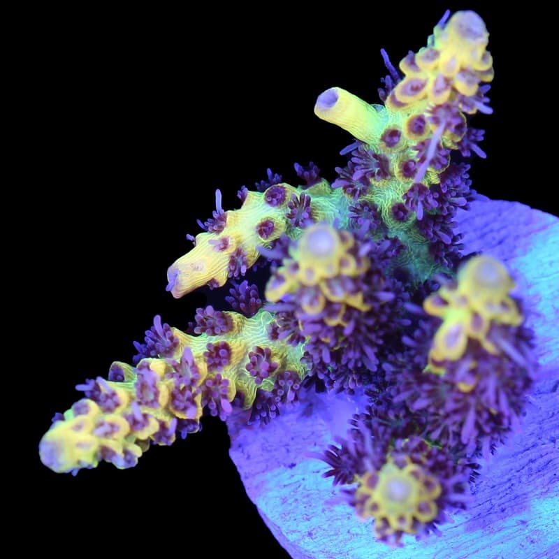 Tyree Pink Lemonade Acropora Coral - Hawaii Reef Fish