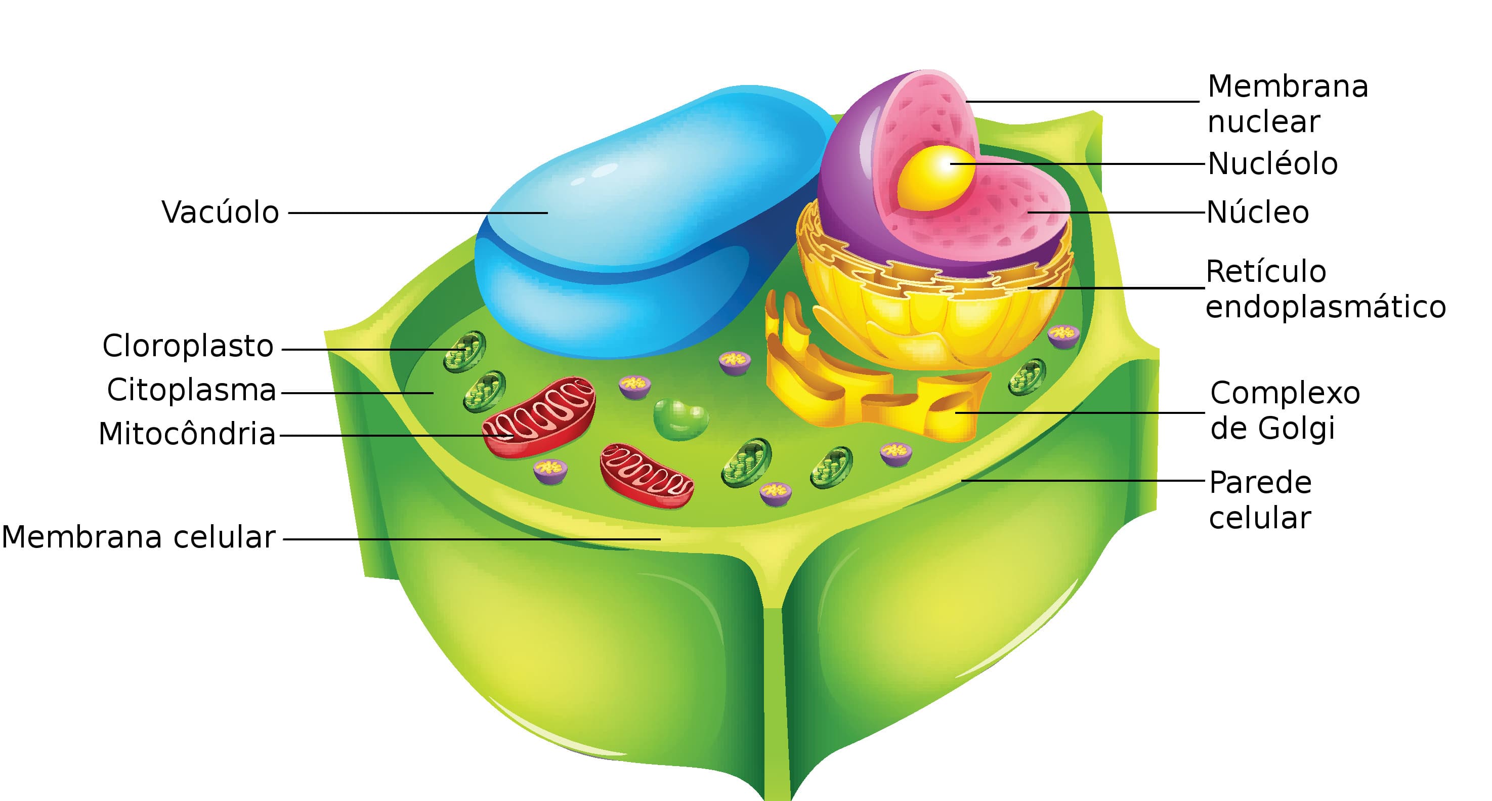 Citoplasma De Células Vegetais
