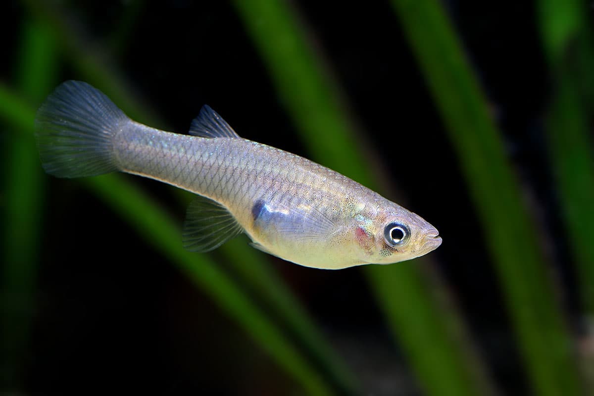 Mosquitofish - LA West Vector