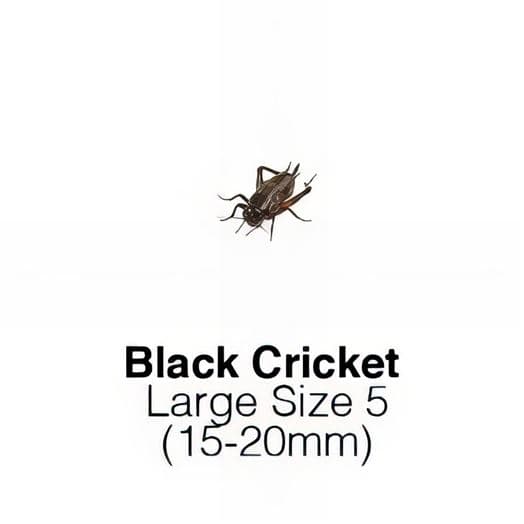 Black Crickets (Field Crickets) Live In 6 Sizes | Livefoods Direct