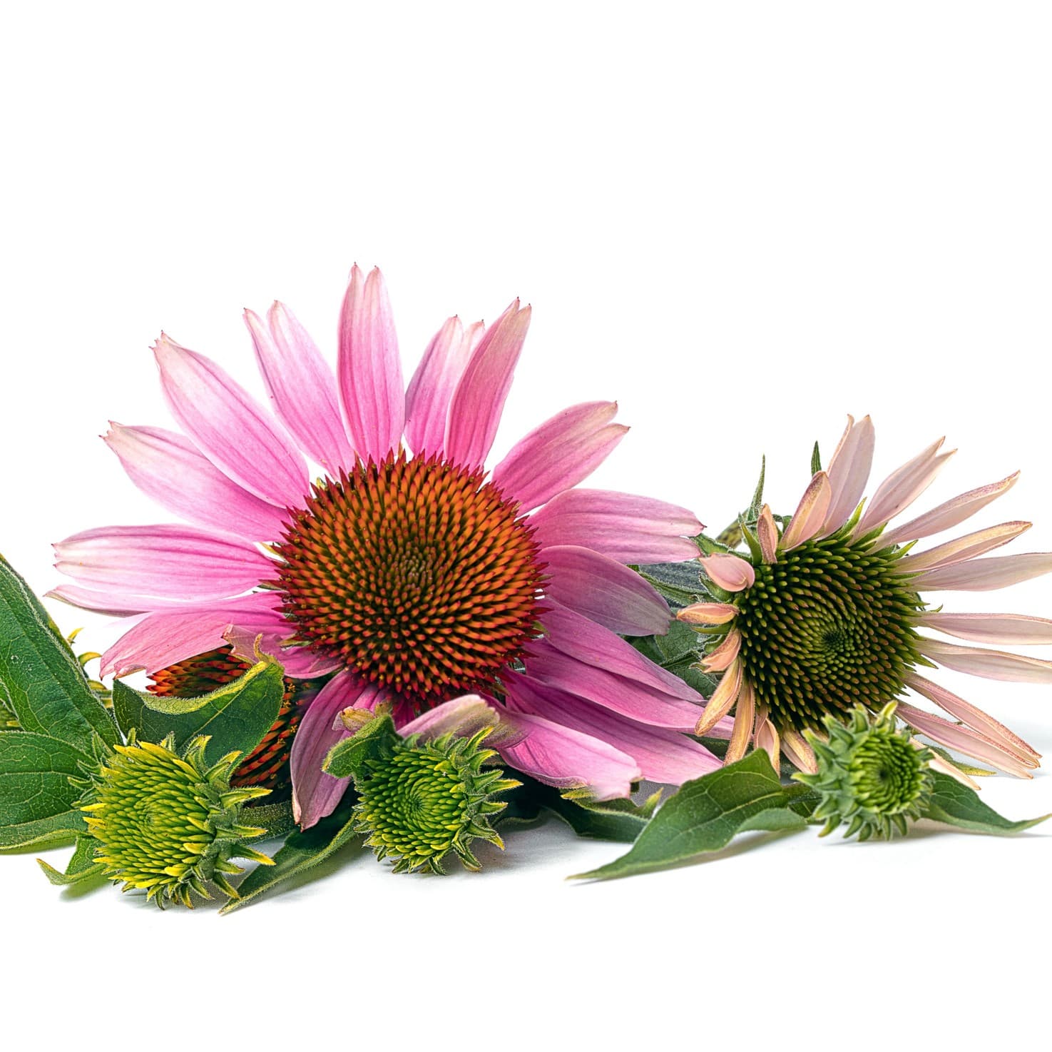Shop Echinacea Purpurea Herb | Get Delivery To Your Door