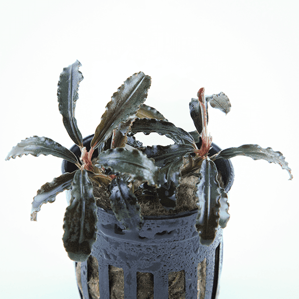 Bucephalandra Kedagang Red Godzilla - Online | NAscapers