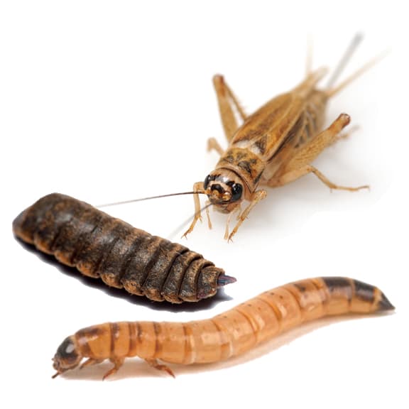 Freeze Dried Insect Medley 300 Count - Paradox Protein