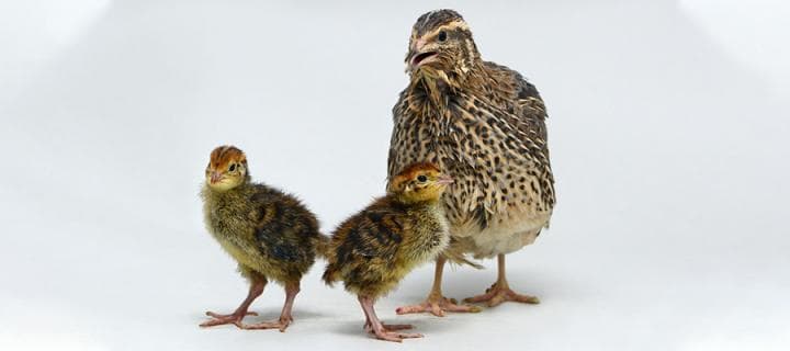 Frozen Quail | REPTILE FACTORY SOCAL