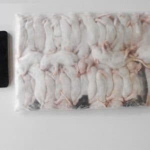 Frozen Rats – Bulk Packs – Rodent Farm