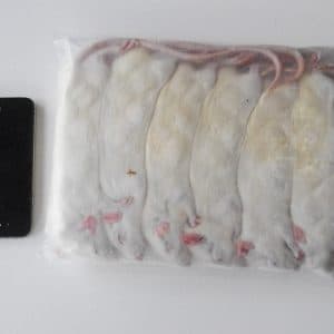 Frozen Rats - Bulk Packs Archives - Rodent Farm