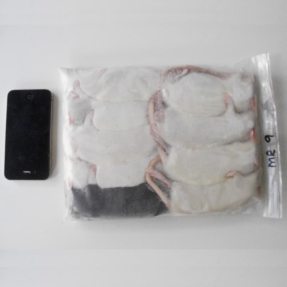 Frozen Rats – Bulk Packs – Rodent Farm
