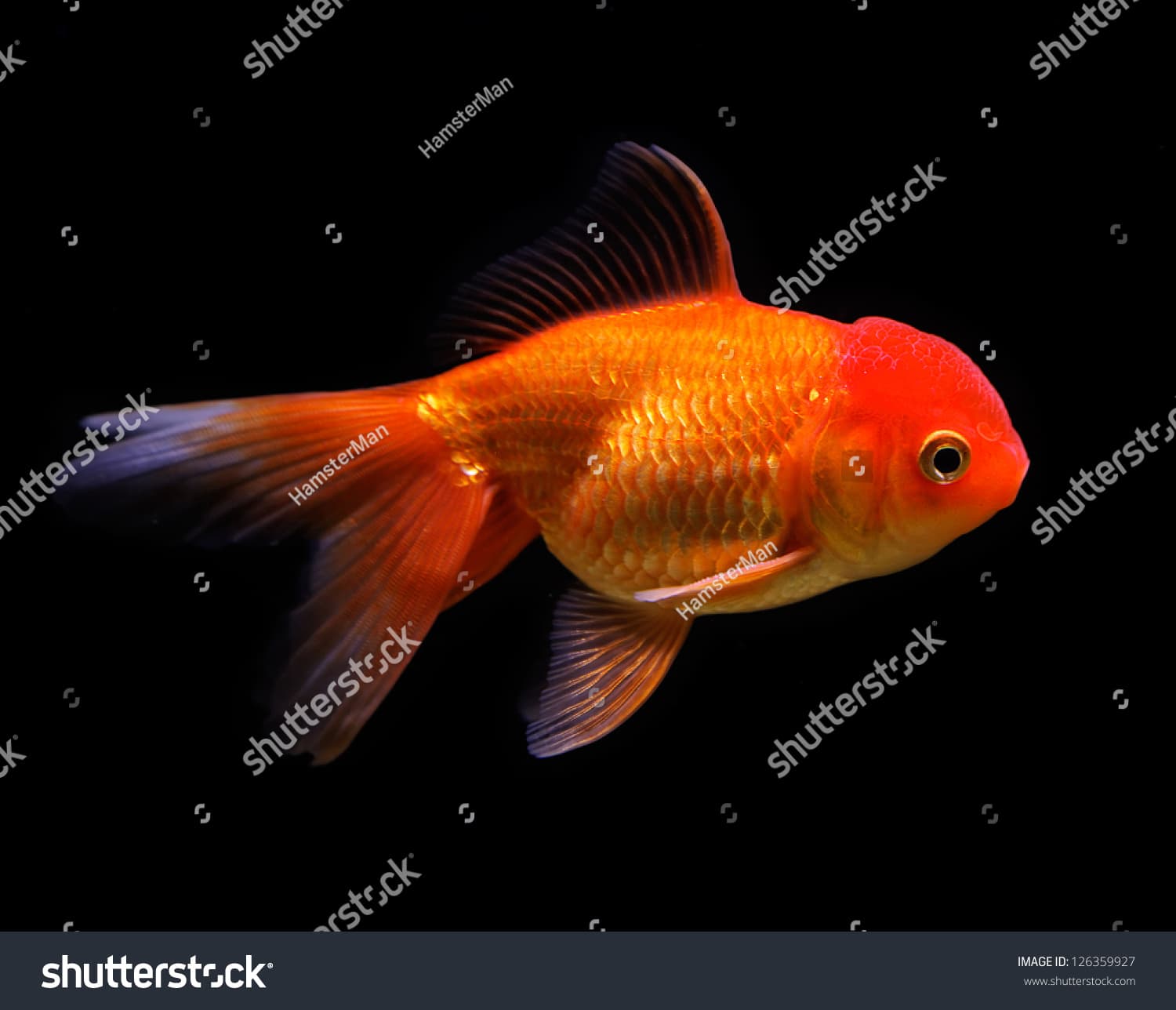 Goldfish Carassius Auratus