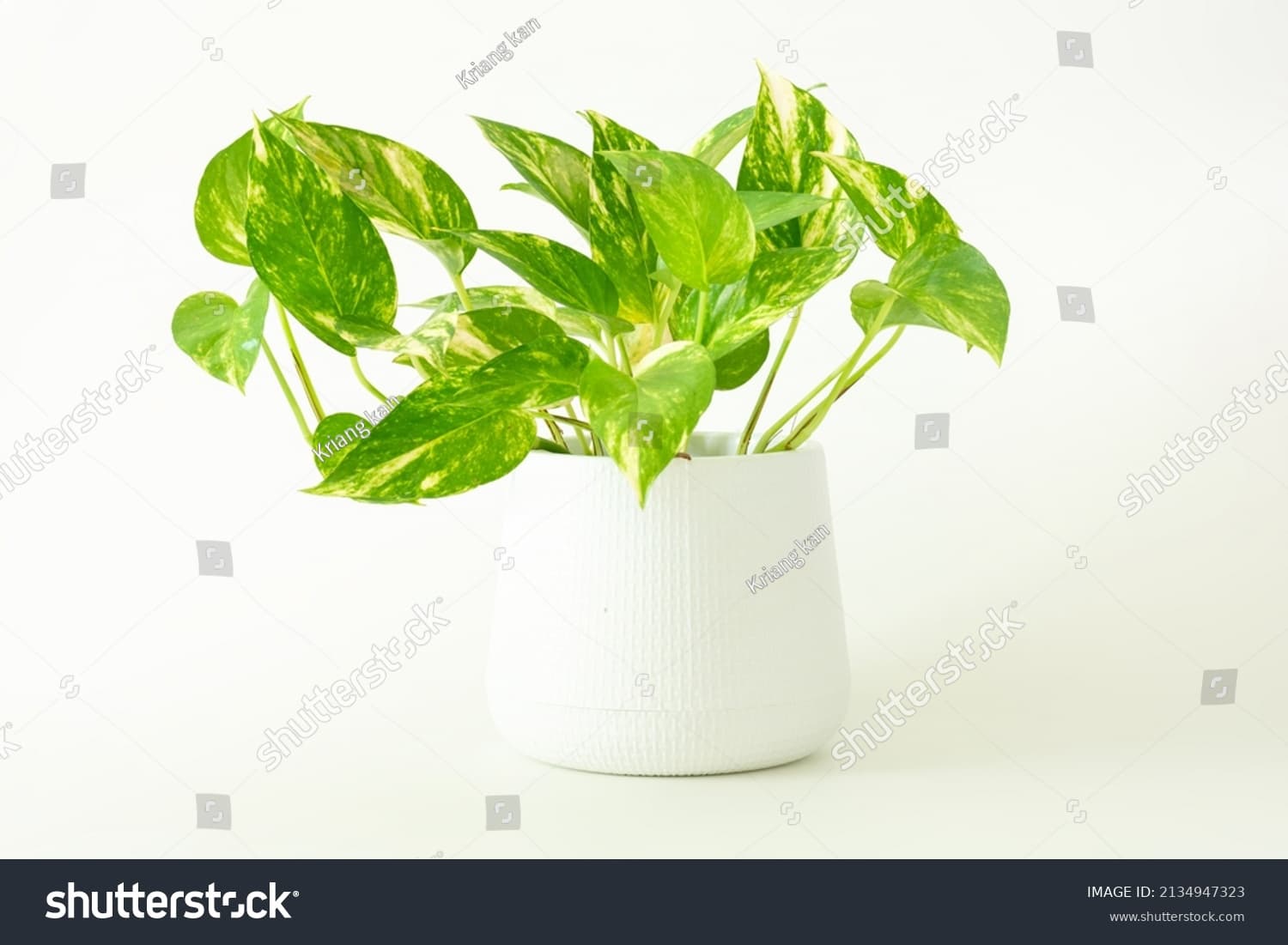 Epipremnum Aureum Houseplant Golden Pothos Vining Stock Photo ...