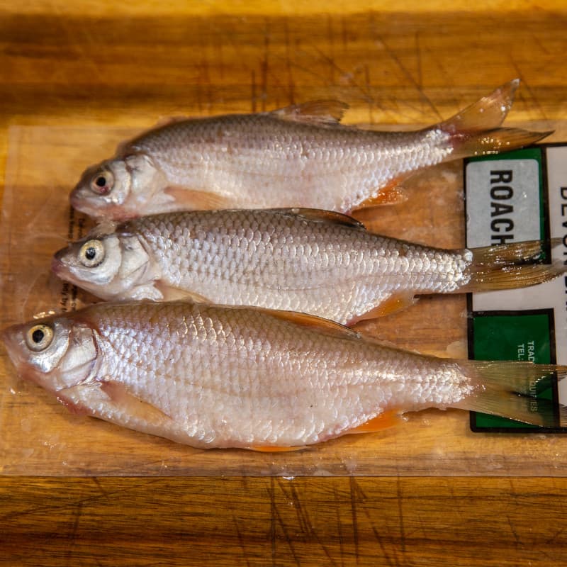 Devon Baits Frozen Roach (3 Per Pack) - £4.69