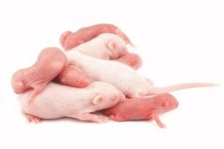 25-Pack Frozen Mice Pinkies 1g - The Bird Loft
