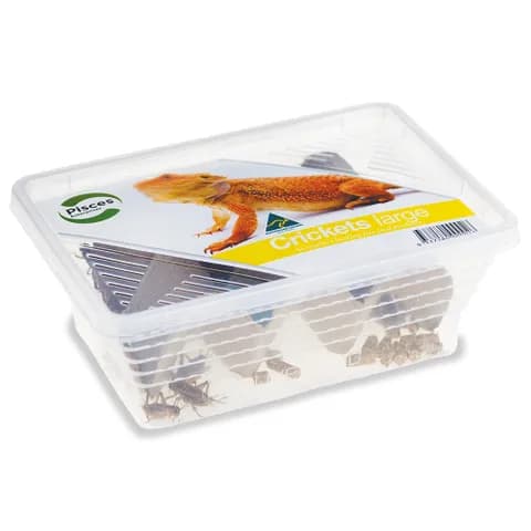 Buy Live Crickets – Nutritious Live Crickets for Poultry & Reptiles