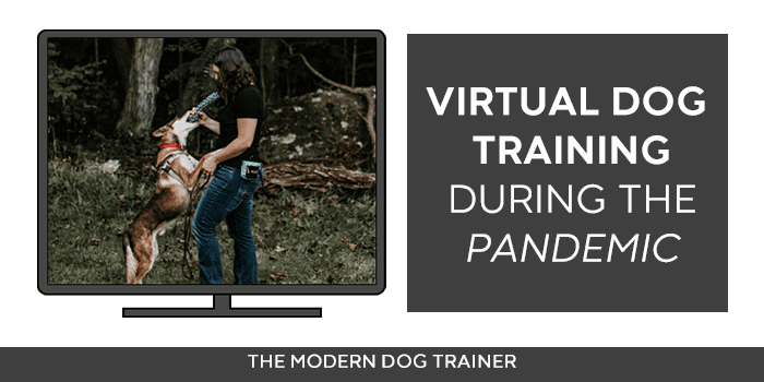 Virtual Dog Training During the Pandemic - The Modern Dog Trainer