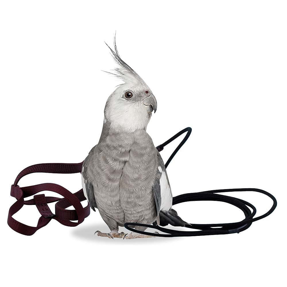 The Aviator Harness and Leash - Petite - Parrot Supplies | The Parrot Shop