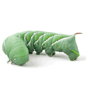 Home - The Worm Lady