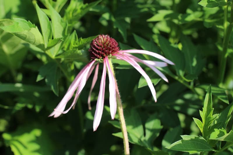 Echinacea pallida Native Wildflower by Naturescape