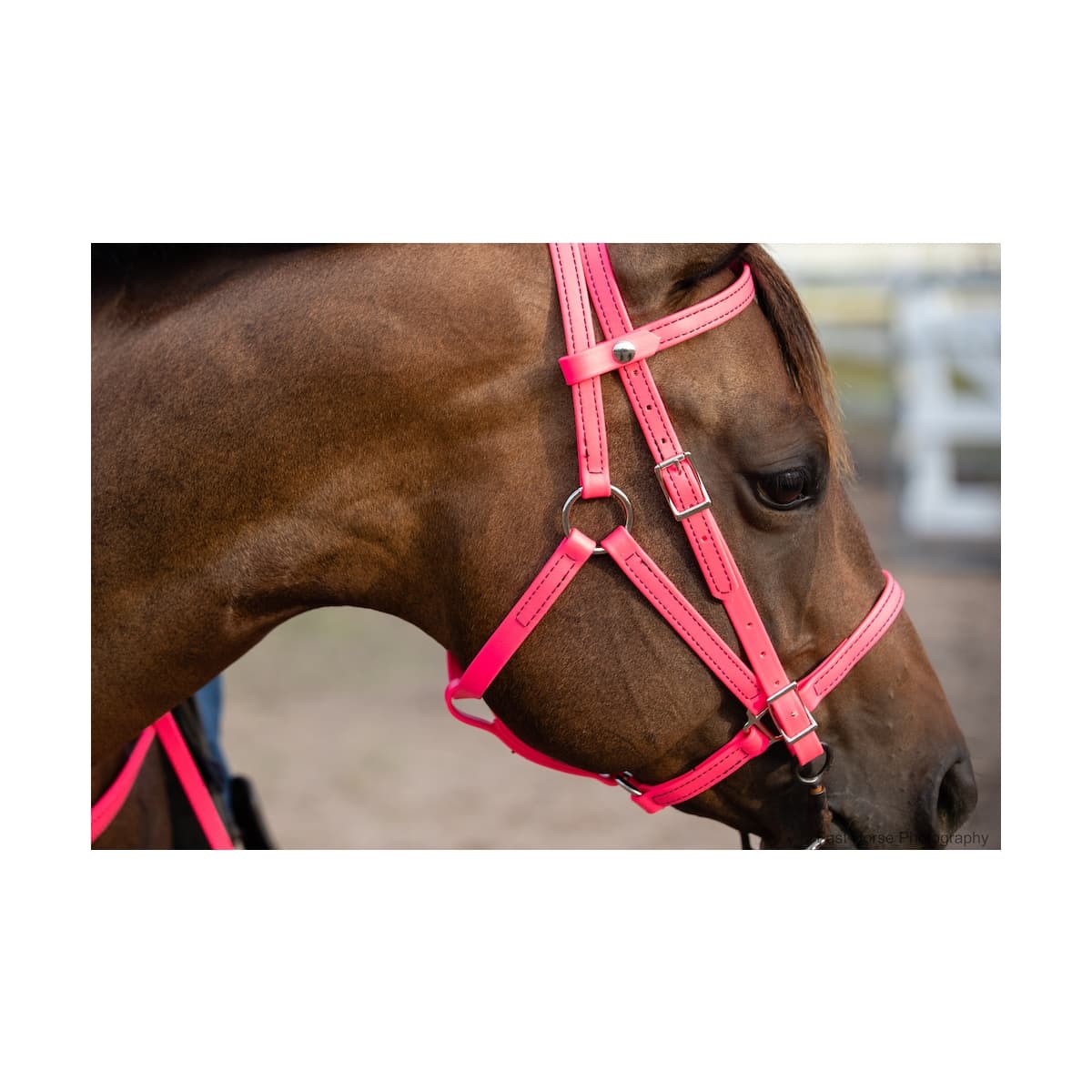 Hot/Neon Pink Buy An Bridle Made From Beta Biothane at Two Horse Tack