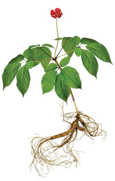 Wisconsin Ginseng American Ginseng Root
